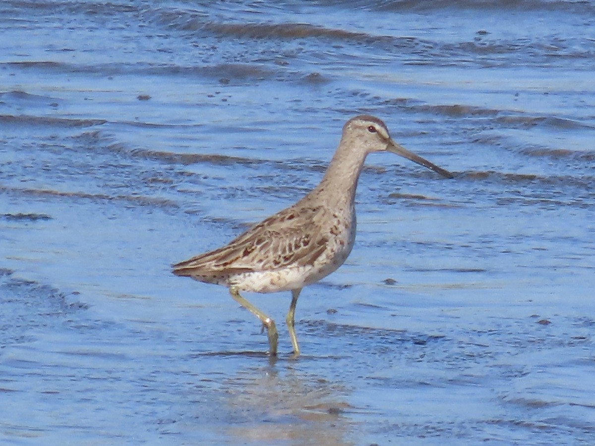 Short-billed Dowitcher - ML620539724