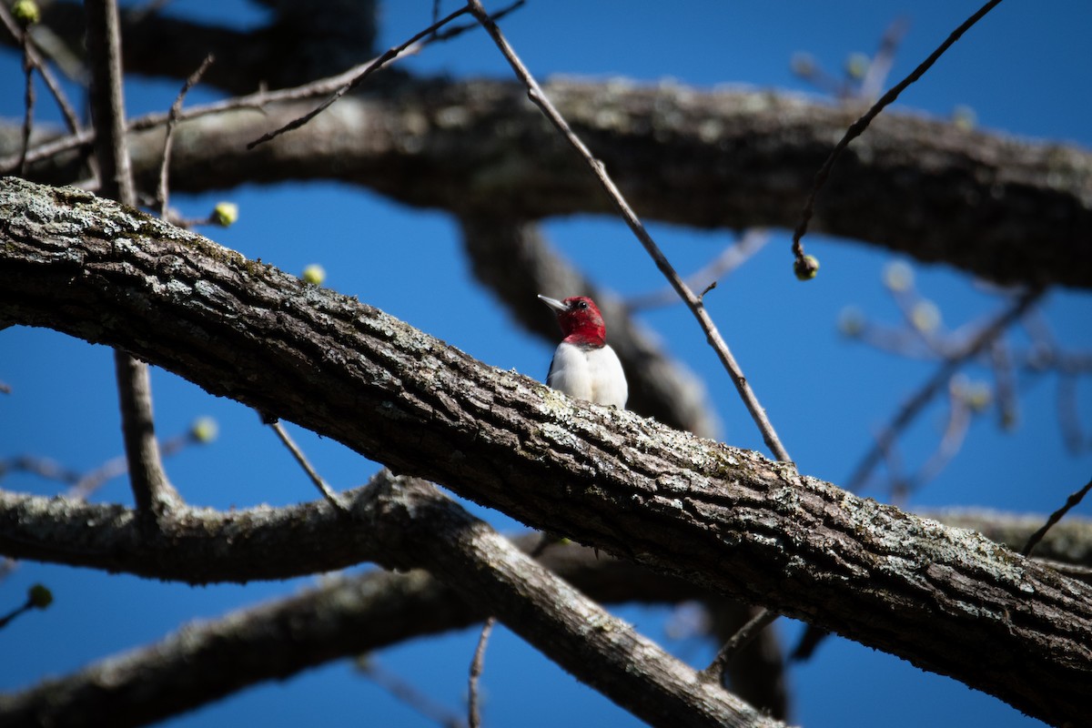 Red-headed Woodpecker - ML620539725