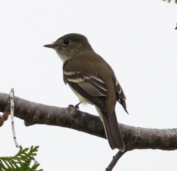 Alder Flycatcher - ML620539726