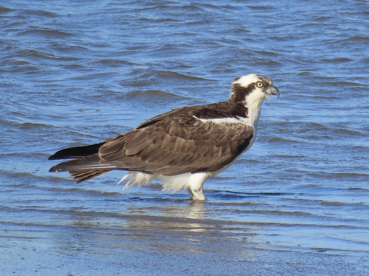 Águila Pescadora (carolinensis) - ML620539730