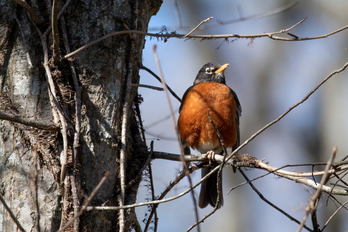 American Robin - ML620539731