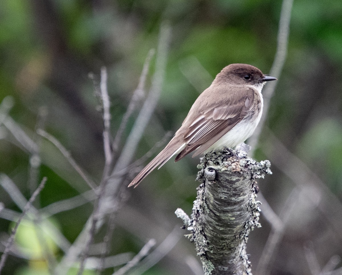 Eastern Phoebe - ML620539734