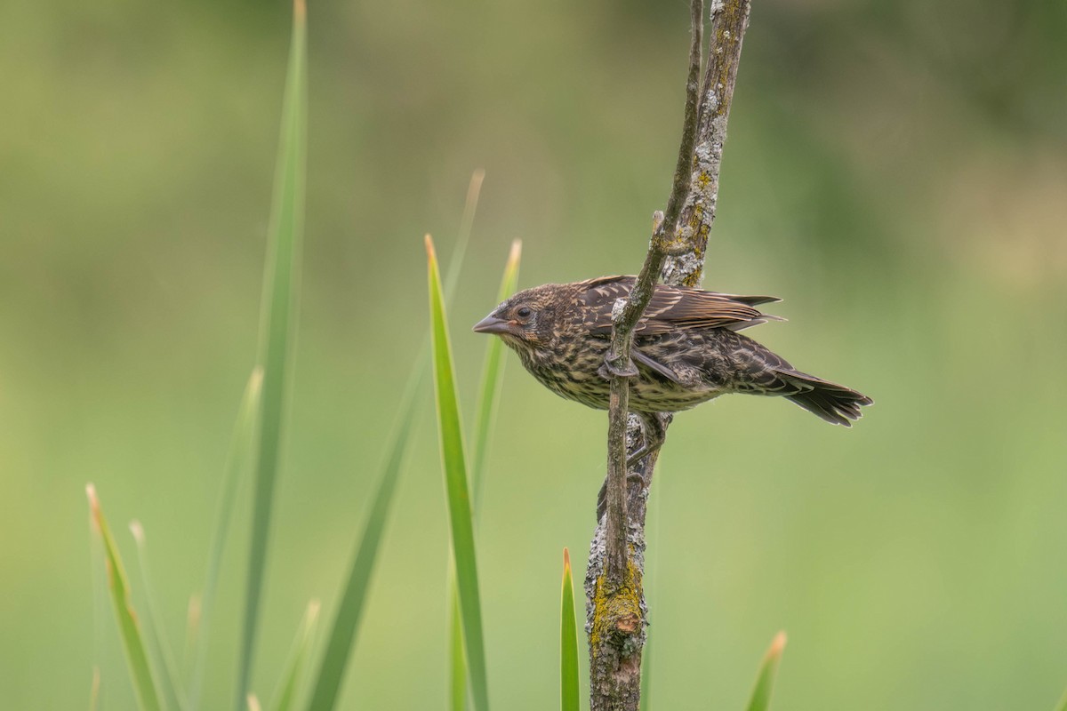 Red-winged Blackbird - ML620539735