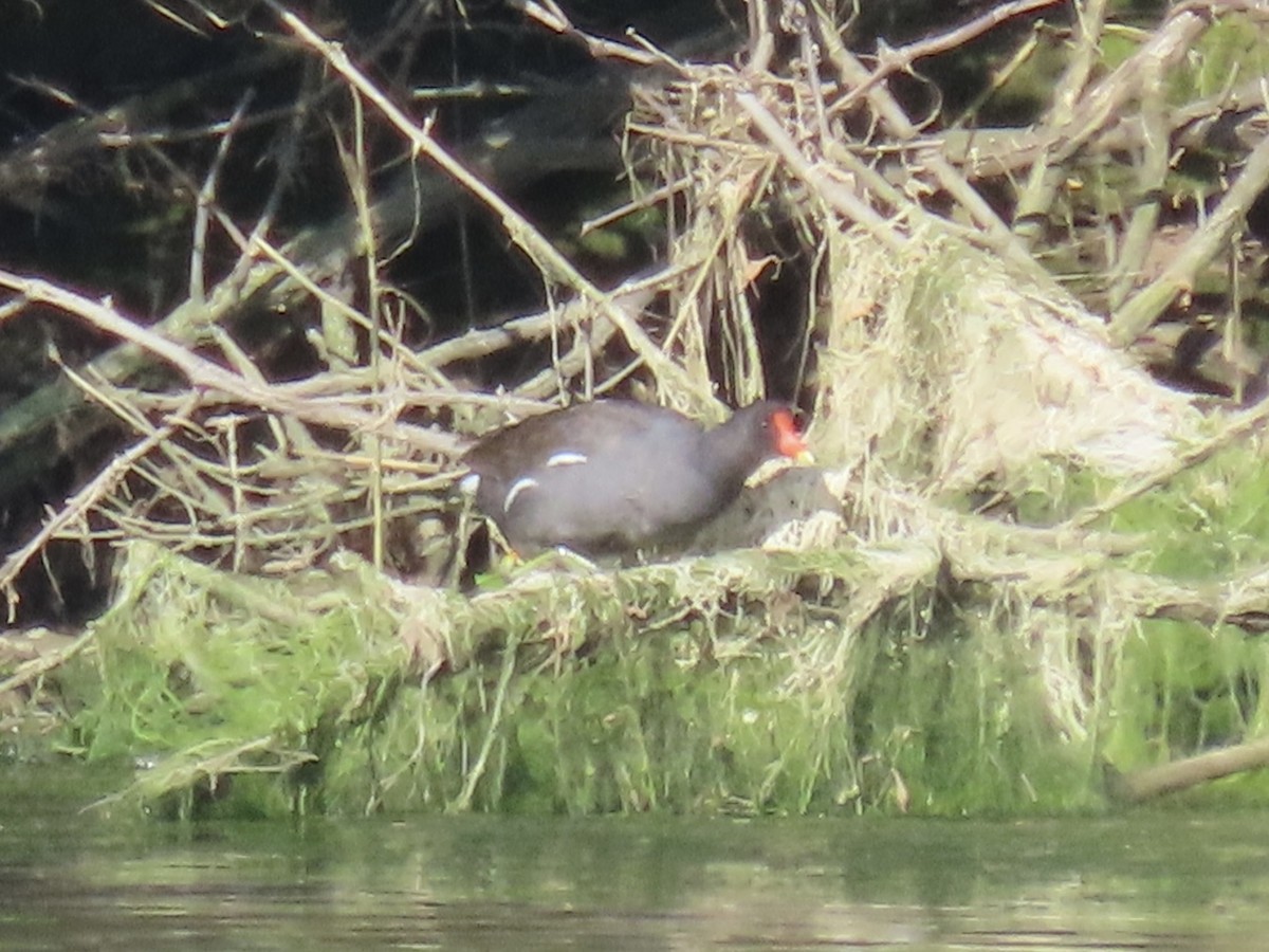 Common Gallinule (American) - ML620539736