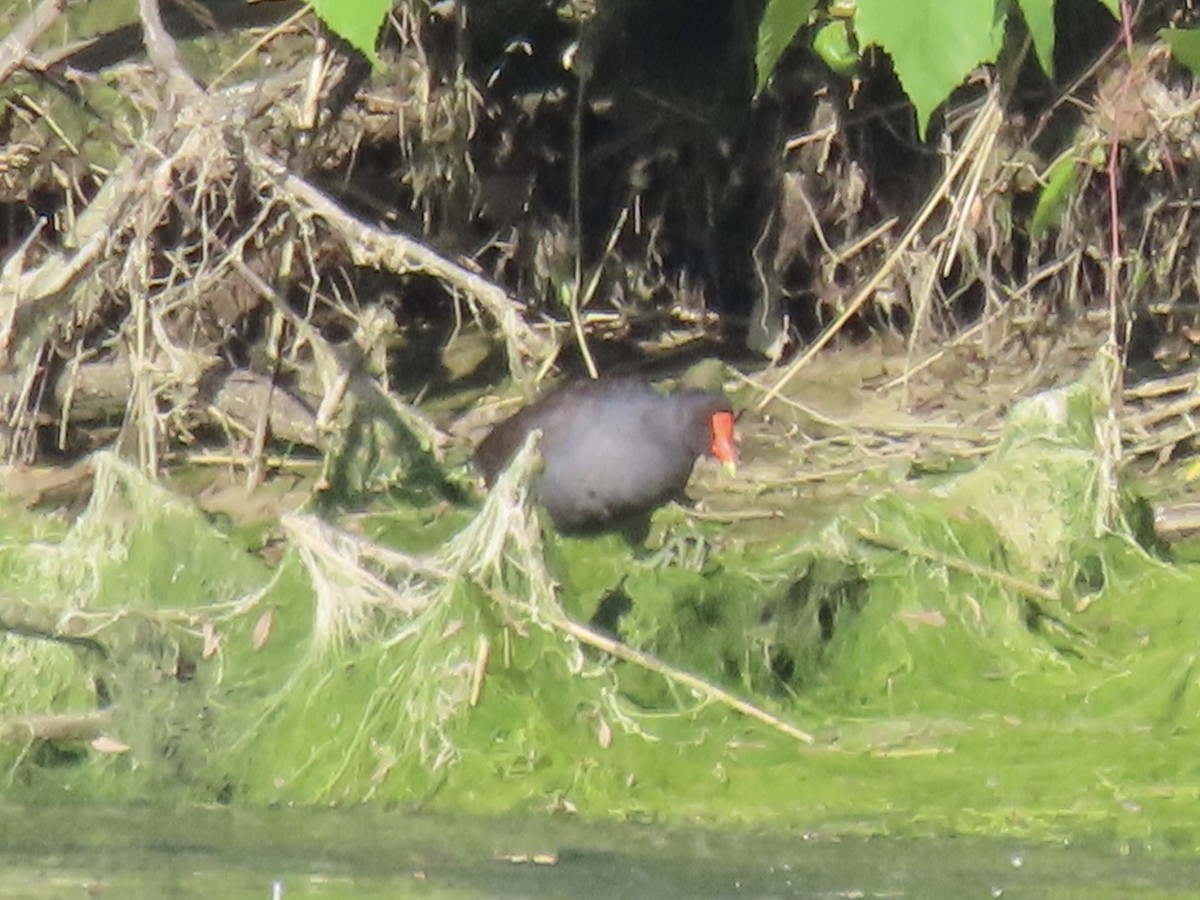 Common Gallinule (American) - ML620539737