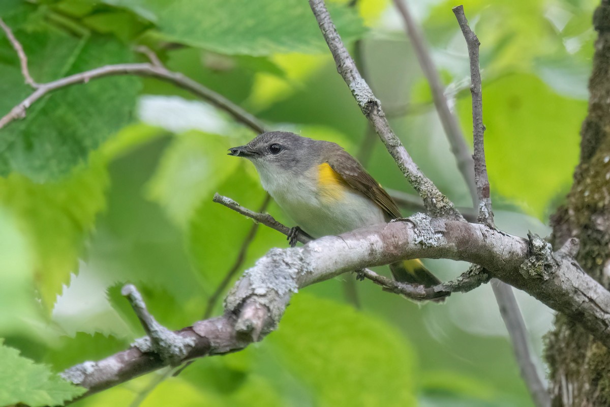 American Redstart - ML620539742