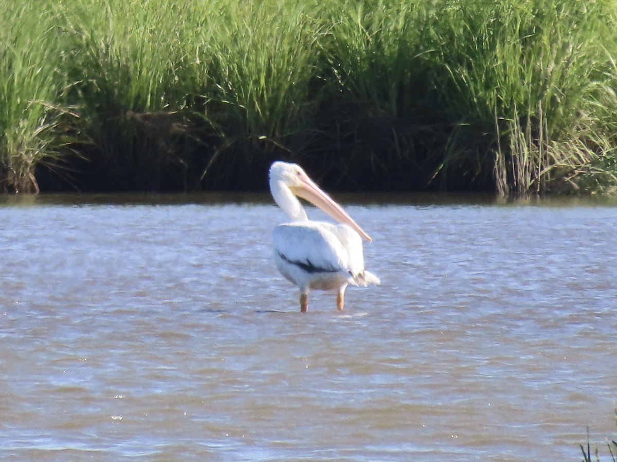 American White Pelican - ML620539745