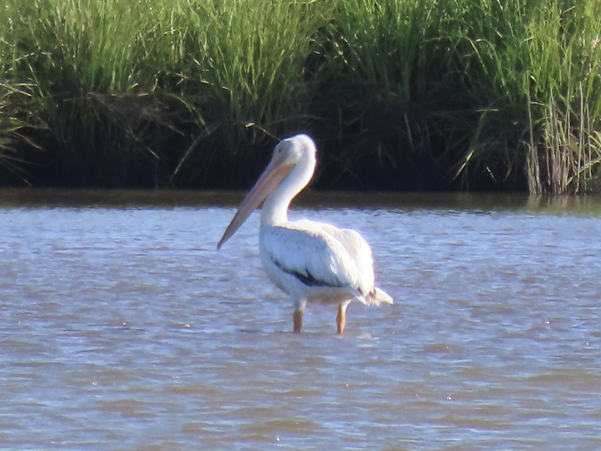 American White Pelican - ML620539747