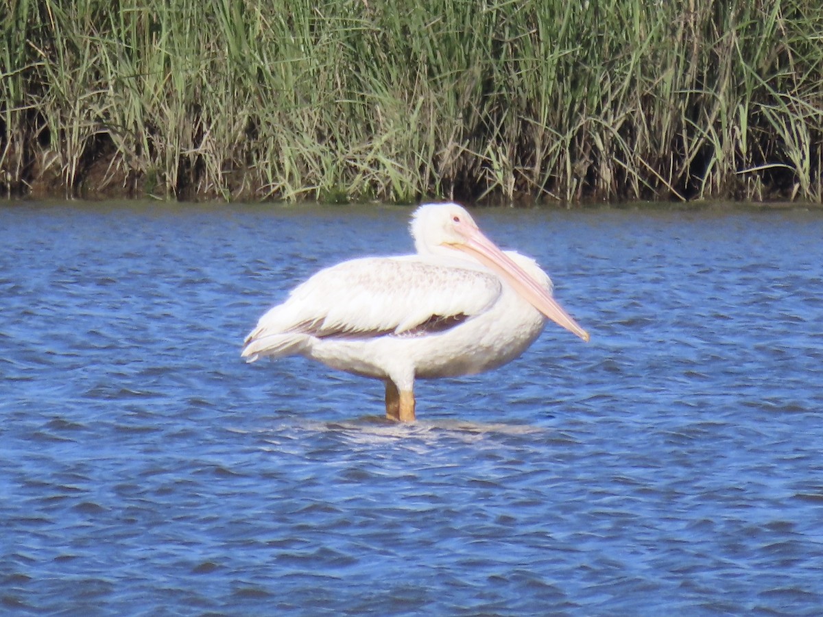 American White Pelican - ML620539748