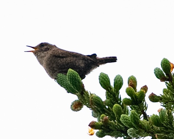 Winter Wren - ML620539749