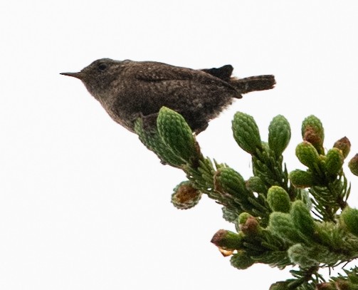 Winter Wren - ML620539750