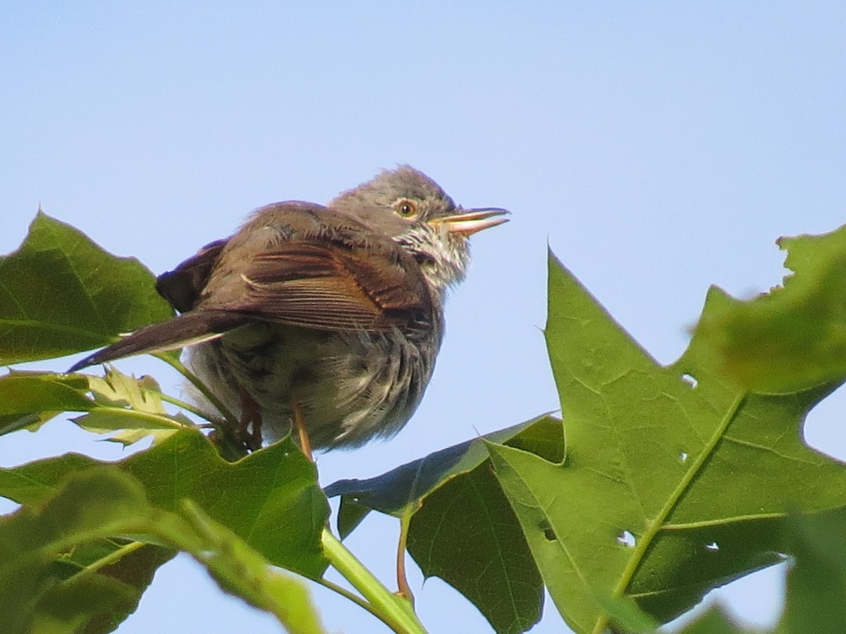 Greater Whitethroat - ML620539753