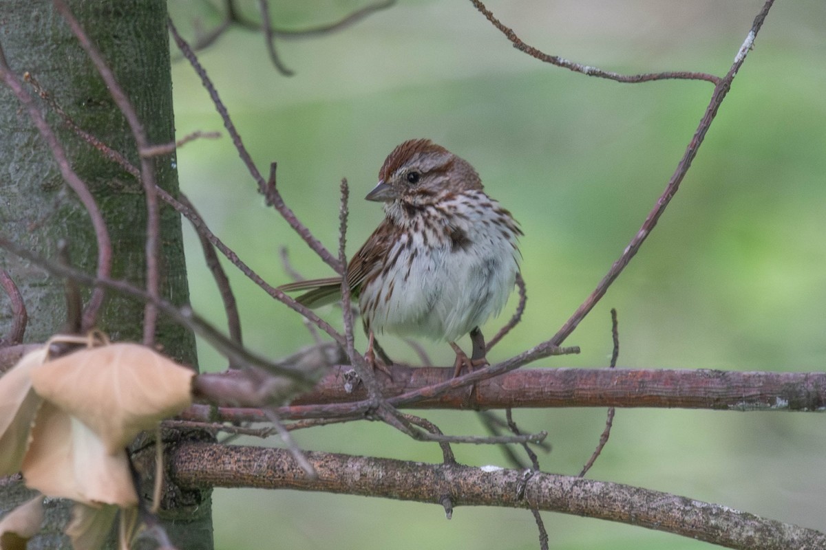 Song Sparrow - ML620539754