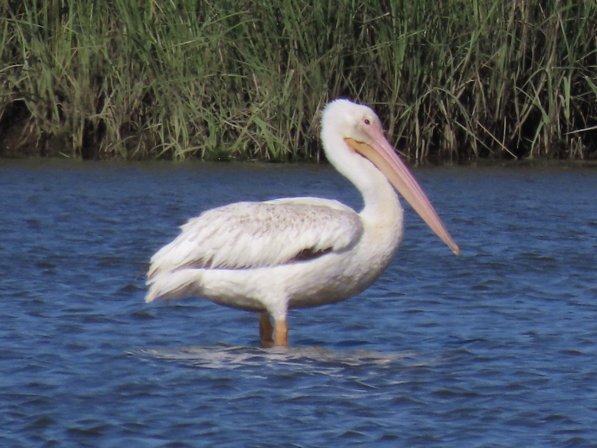 American White Pelican - ML620539755