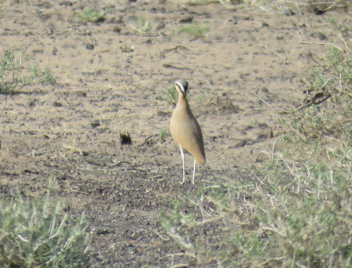 Cream-colored Courser - ML620539756