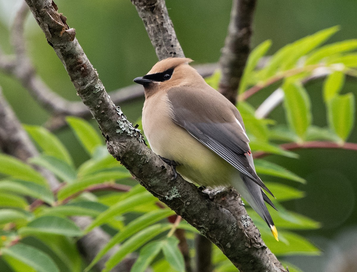 Cedar Waxwing - ML620539758