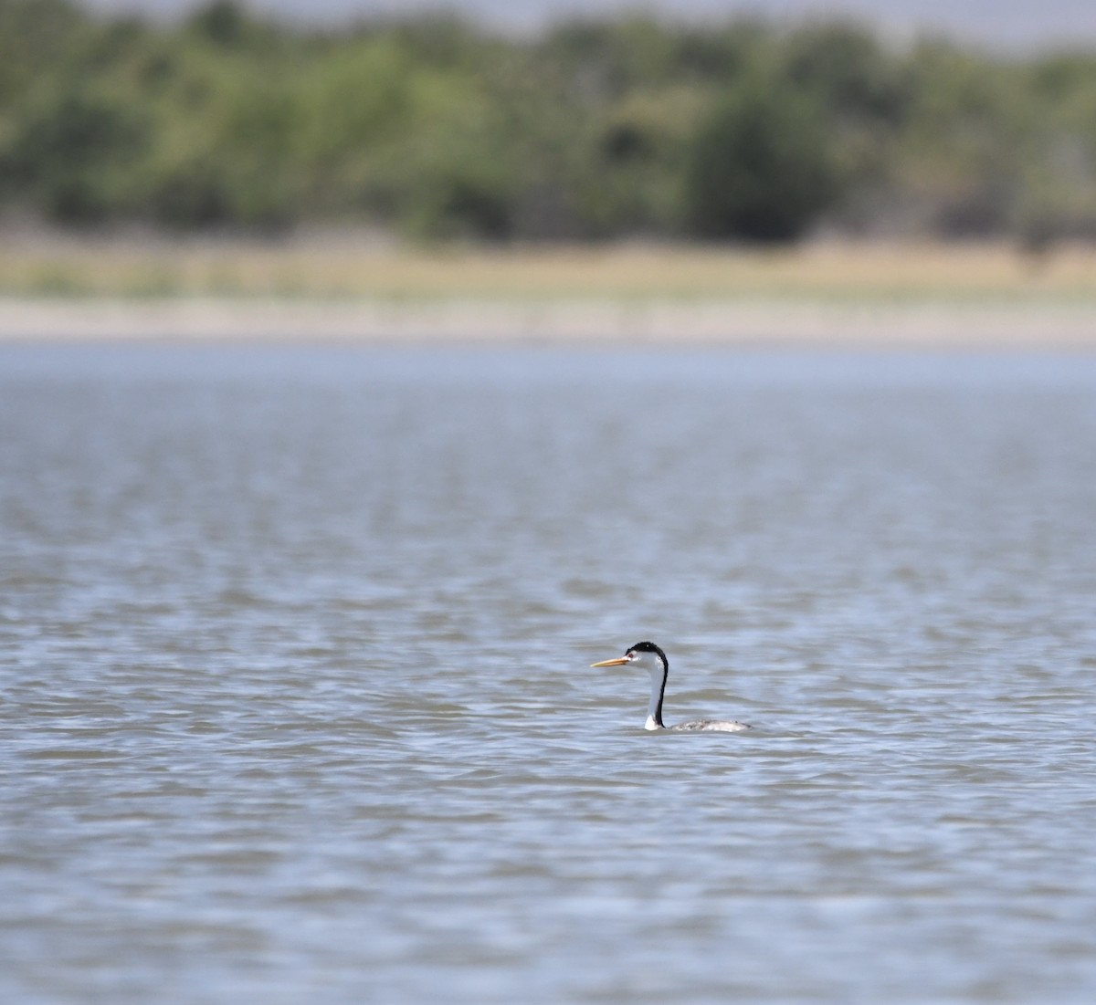 Clark's Grebe - ML620539761