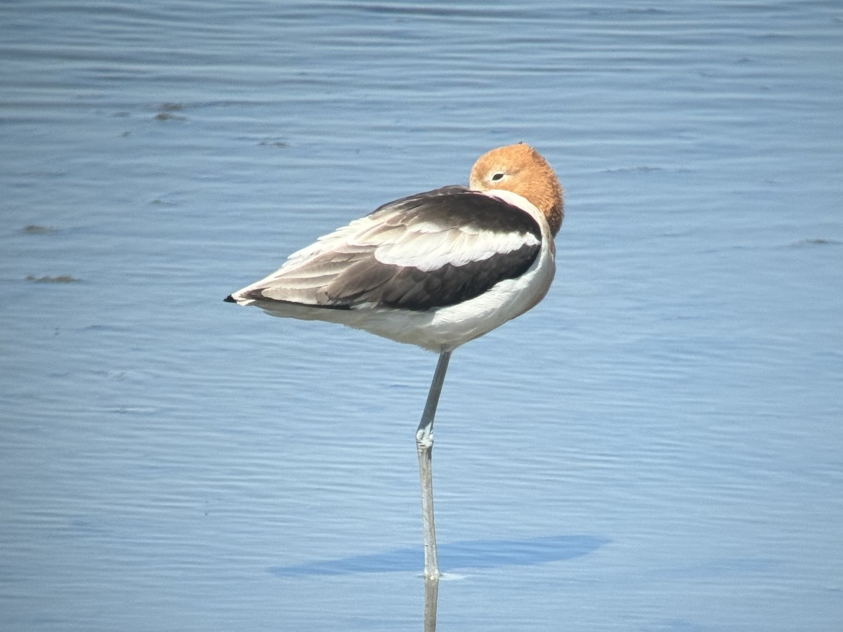 Avoceta Americana - ML620539779