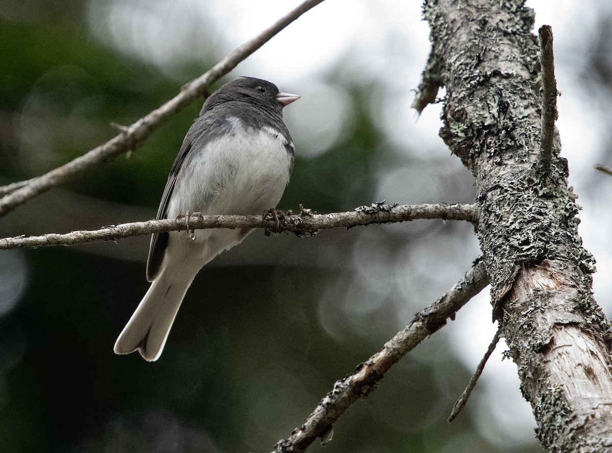 Dark-eyed Junco - ML620539795