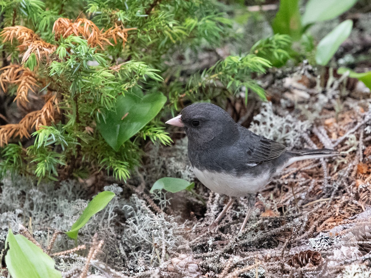 Dark-eyed Junco - ML620539796