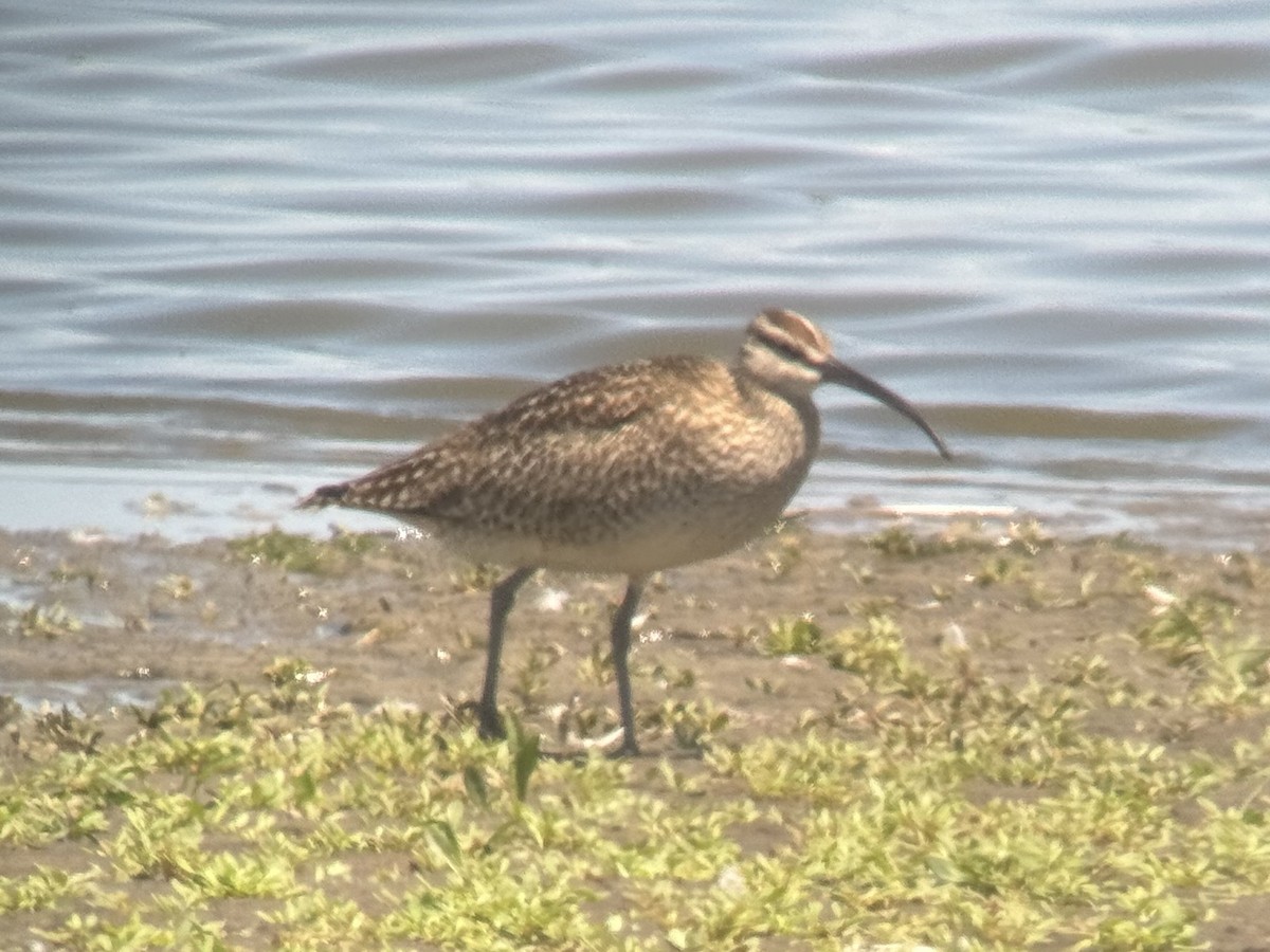 Regenbrachvogel (hudsonicus) - ML620539803