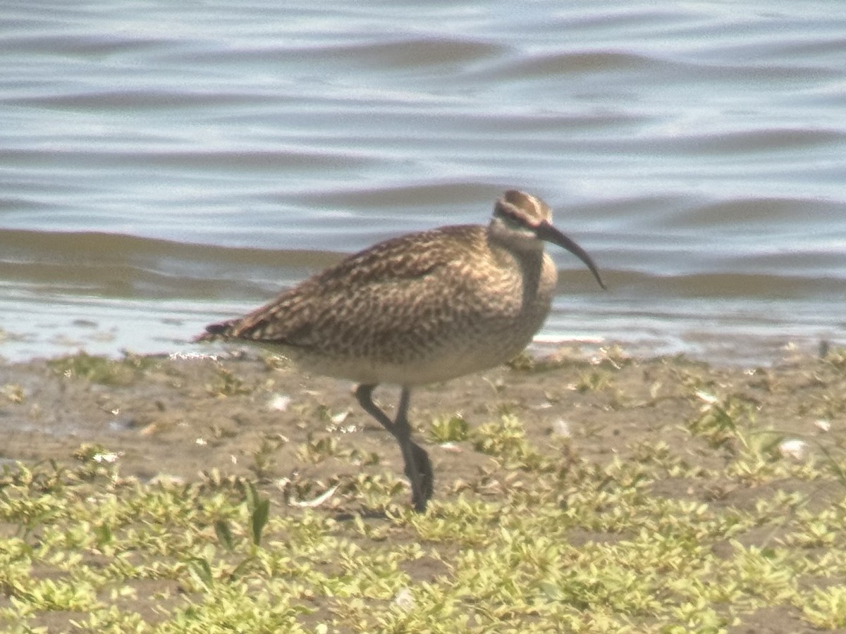 Regenbrachvogel (hudsonicus) - ML620539804