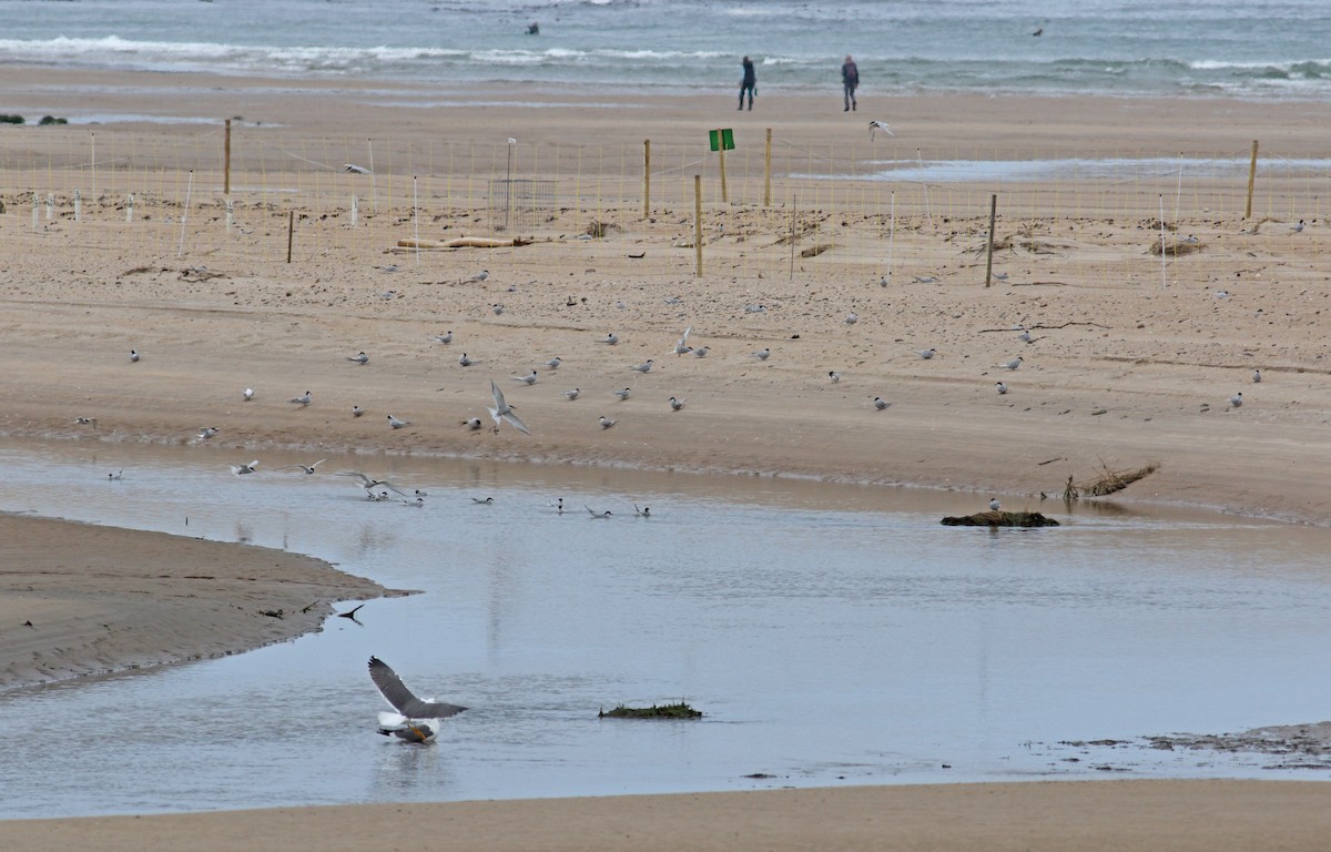 Lesser Black-backed Gull - ML620539830