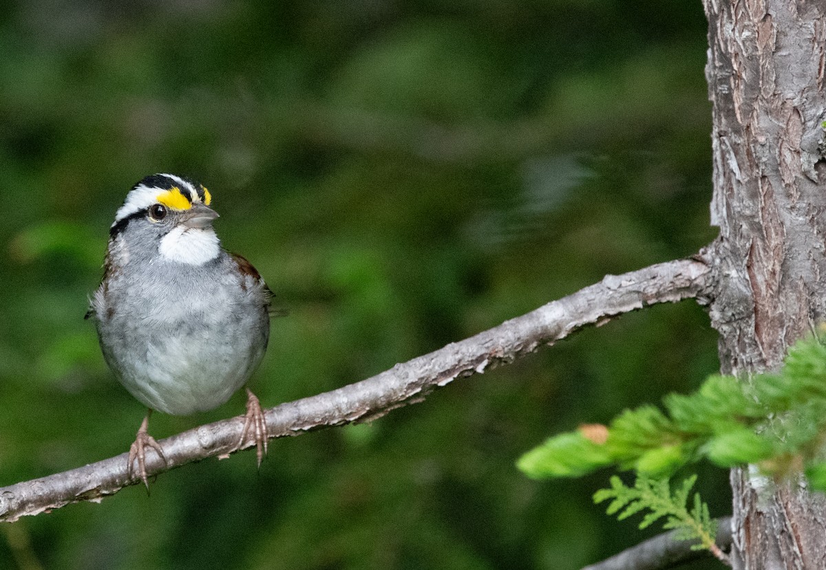 White-throated Sparrow - ML620539835