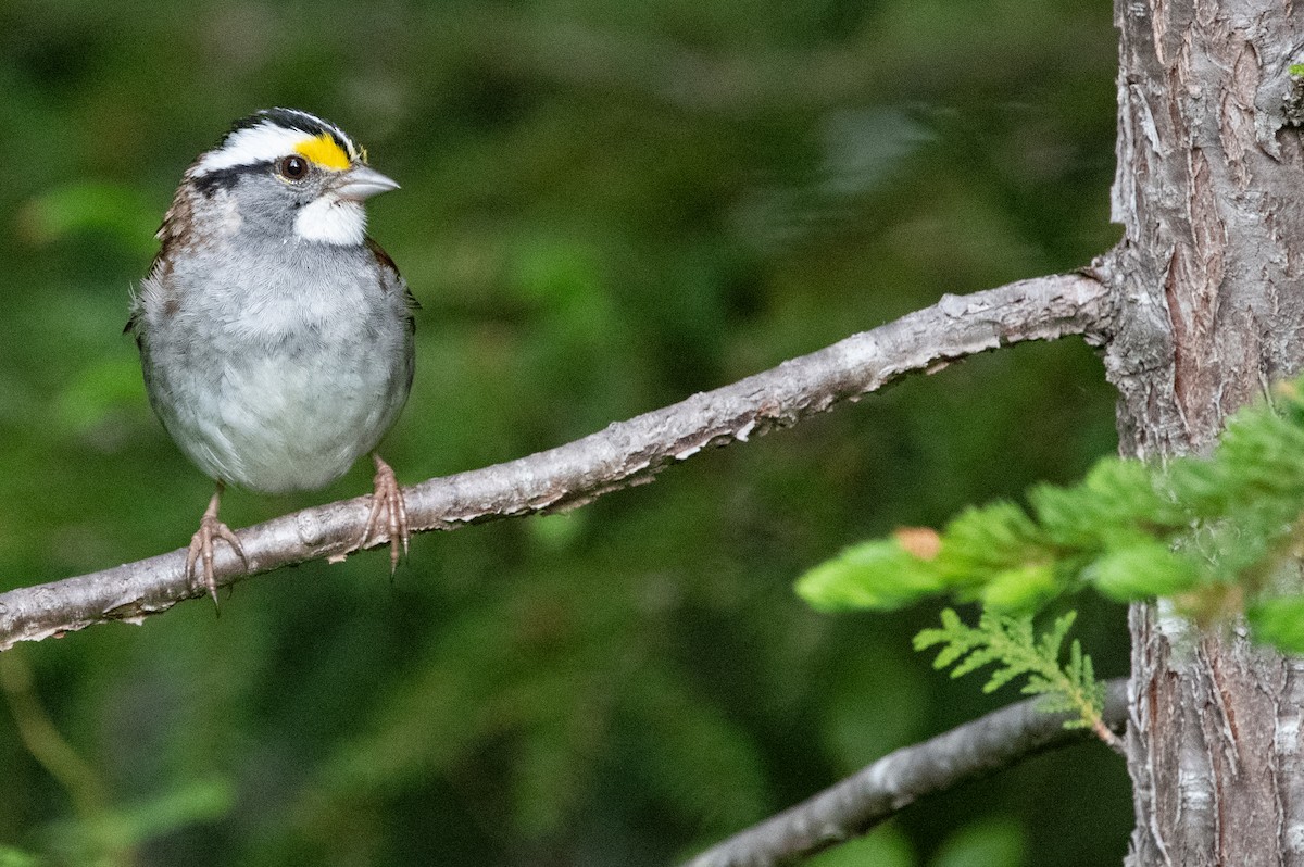 White-throated Sparrow - ML620539836