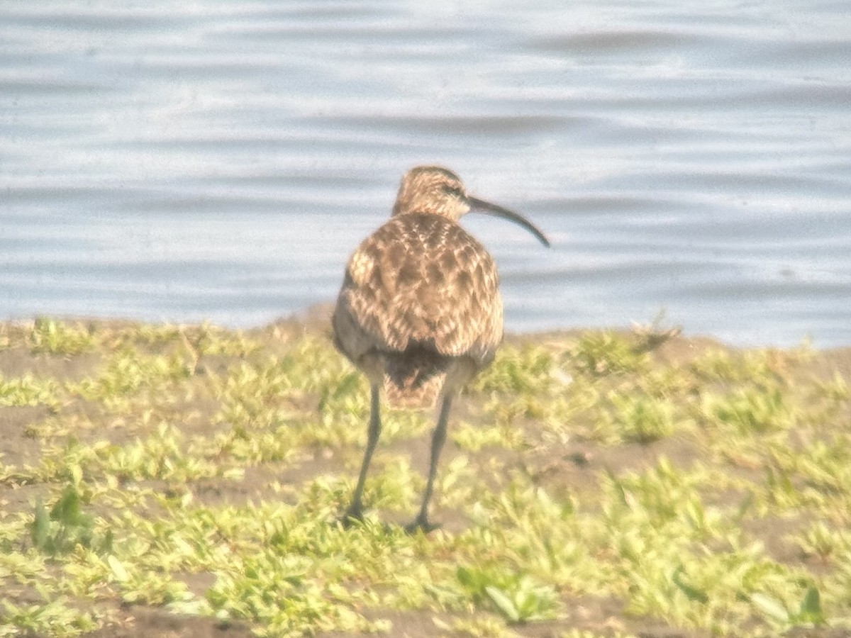 Regenbrachvogel (hudsonicus) - ML620539841