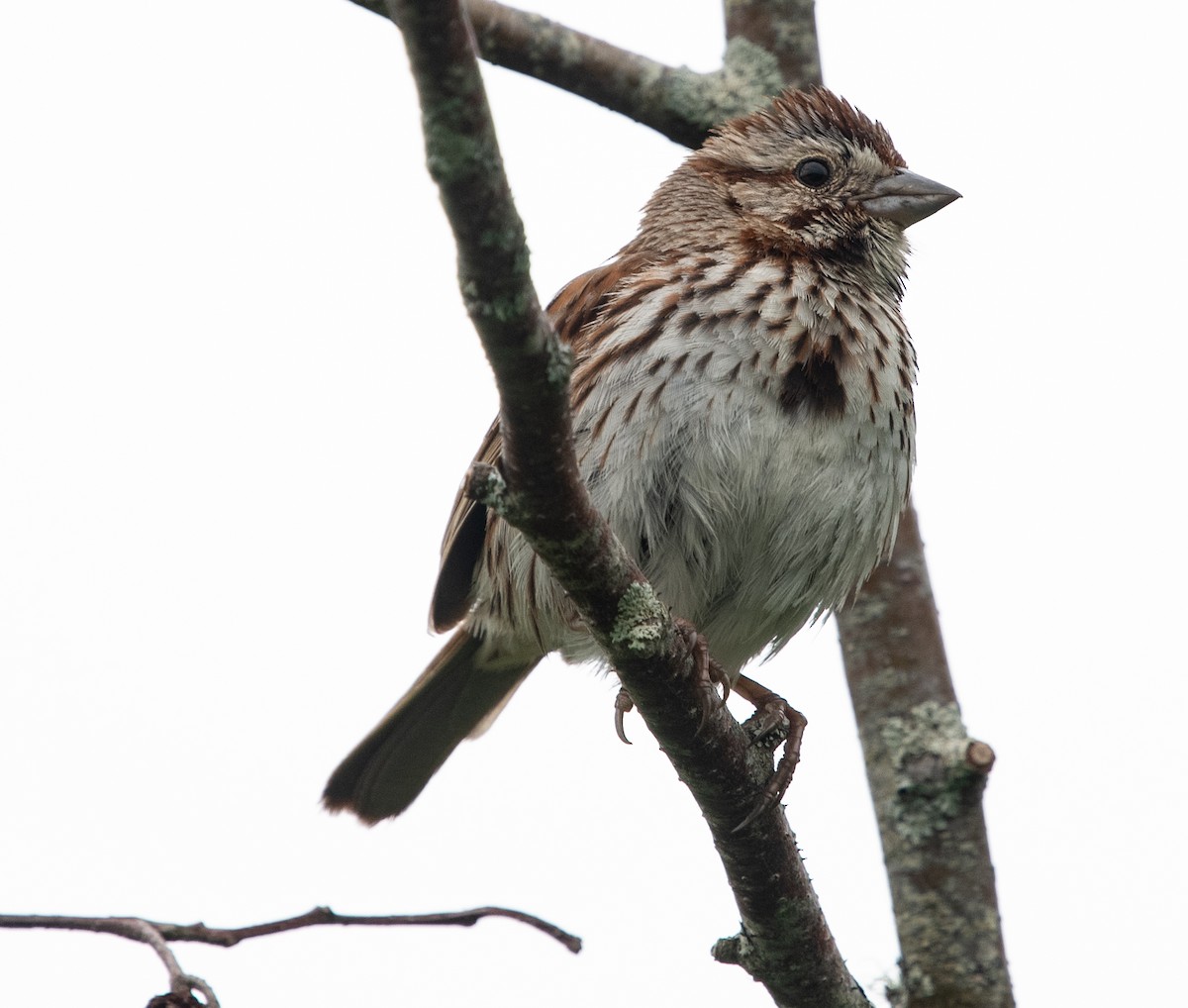 Song Sparrow - ML620539853