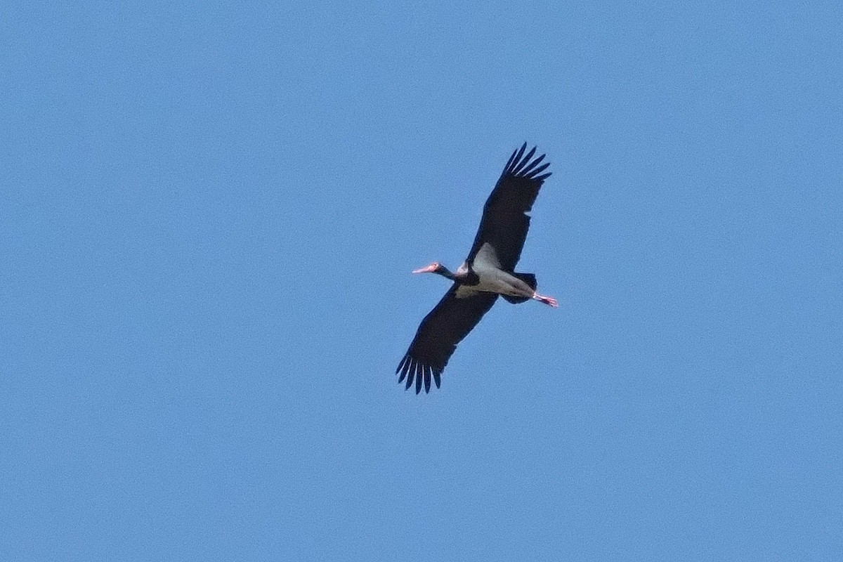 Black Stork - ML620539863