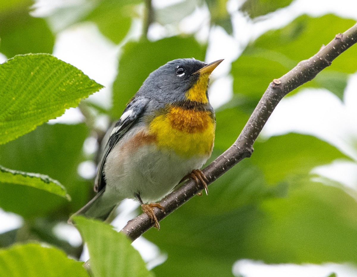 Northern Parula - ML620539864