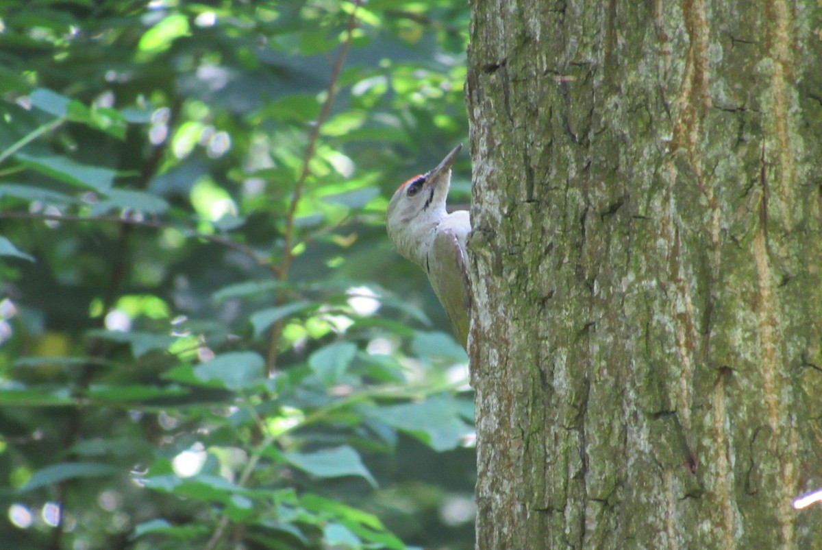 Gray-headed Woodpecker - ML620539870