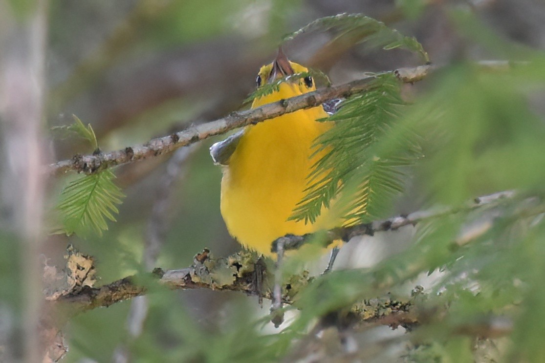 Prothonotary Warbler - ML620539871