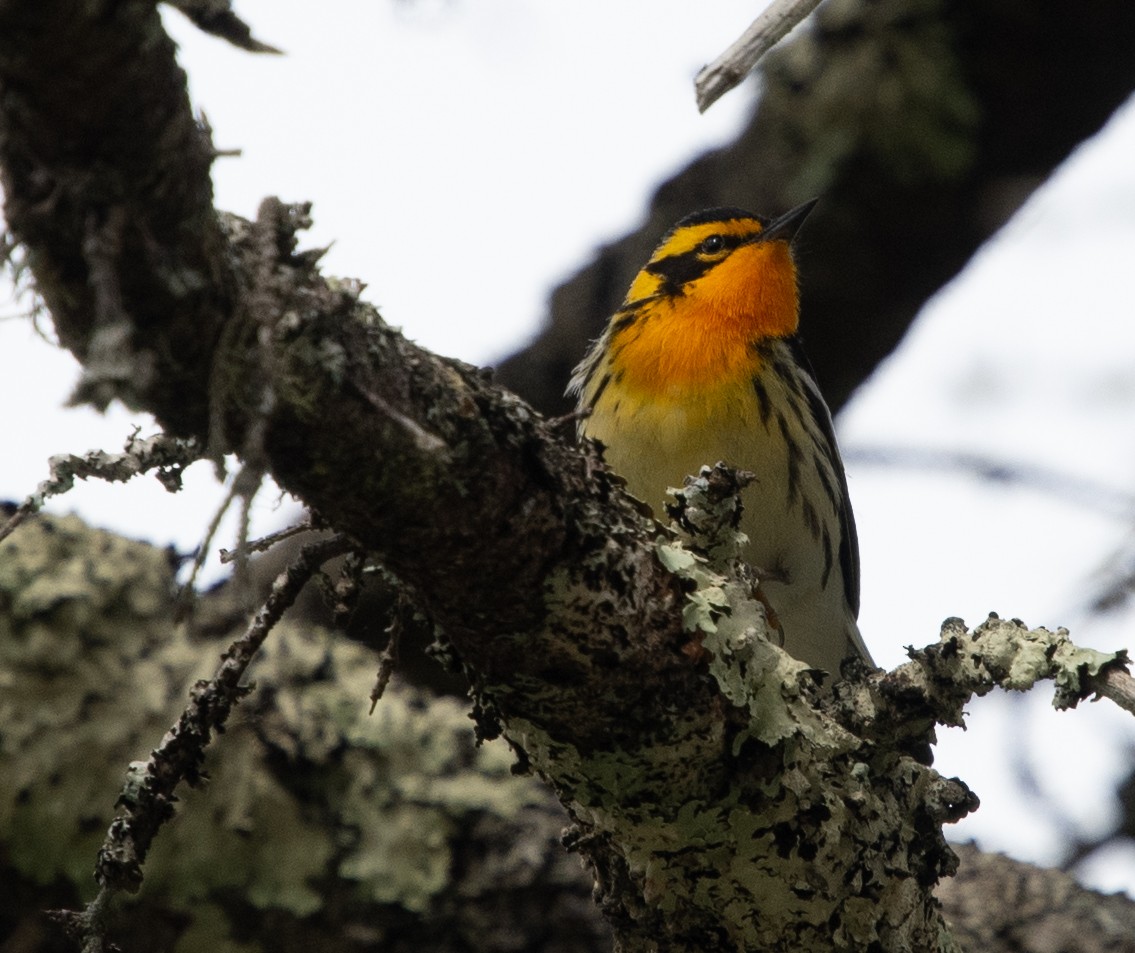 Blackburnian Warbler - ML620539872