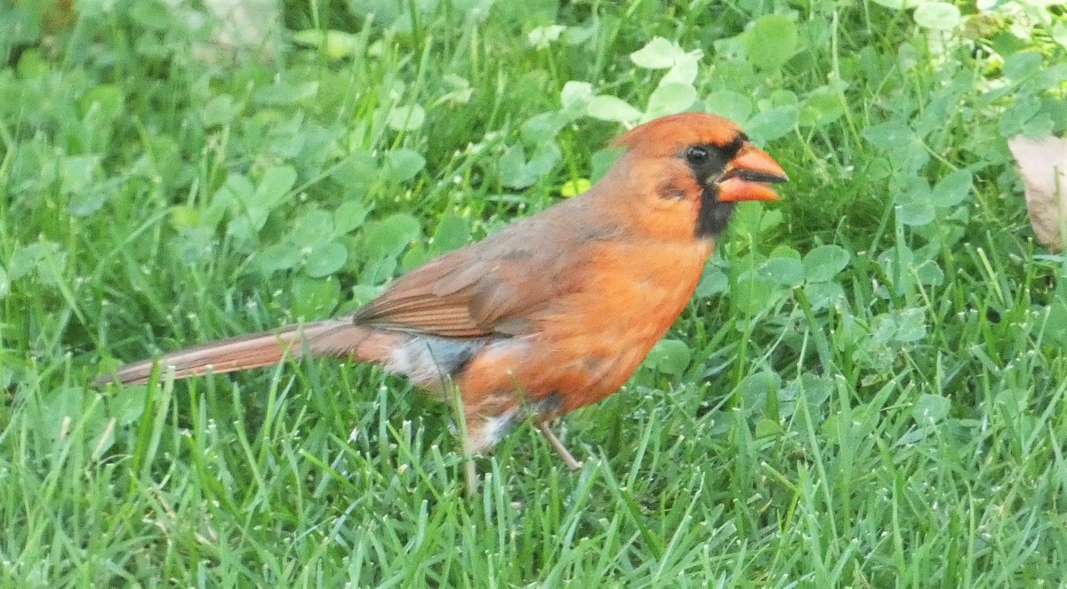 Northern Cardinal - ML620539874