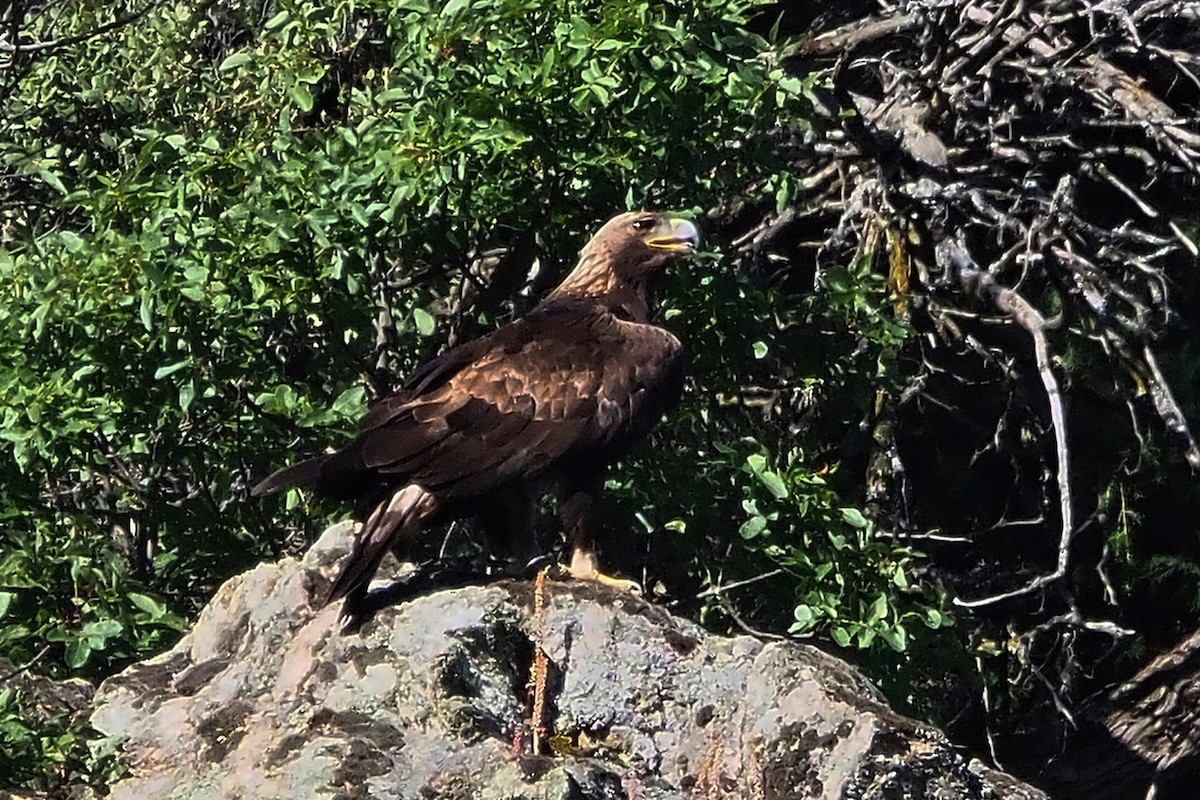 Golden Eagle - ML620539875