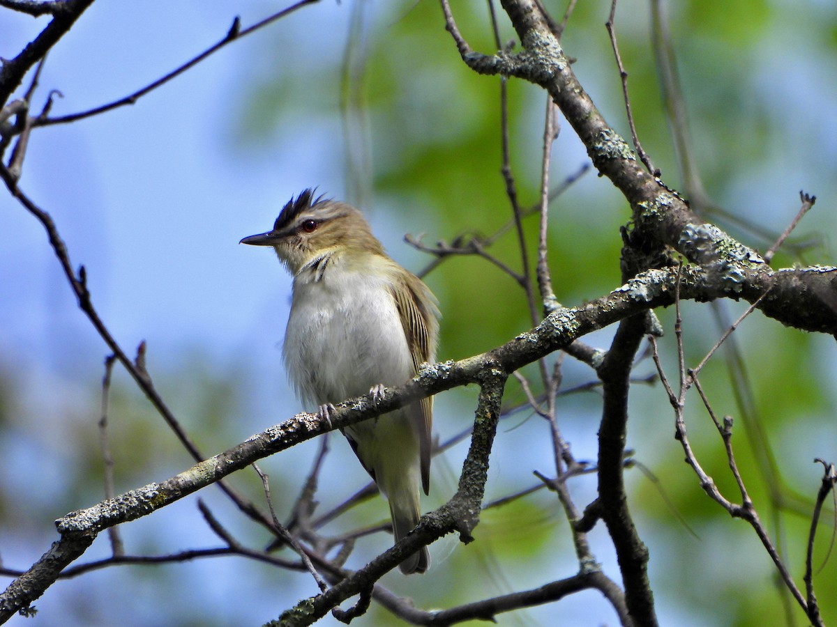 Kızıl Gözlü Vireo - ML620539881