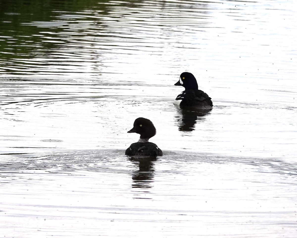 Barrow's Goldeneye - ML620539882