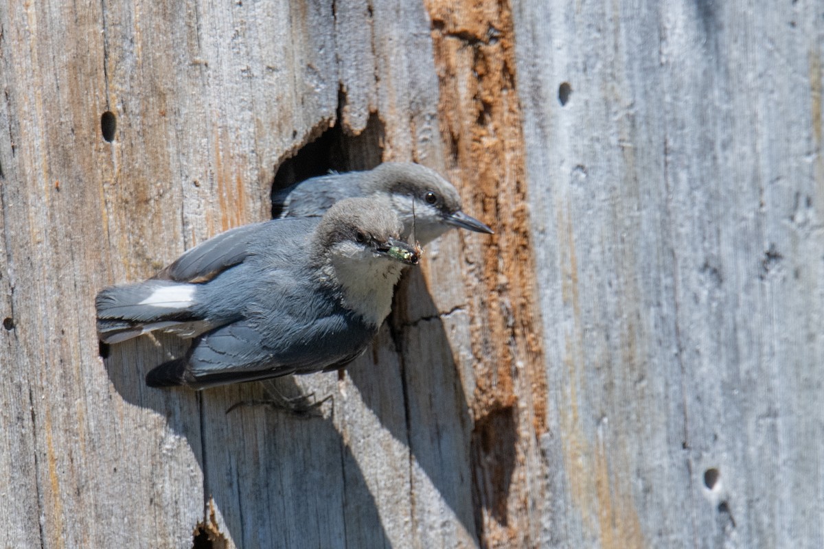 Pygmy Nuthatch - ML620539890