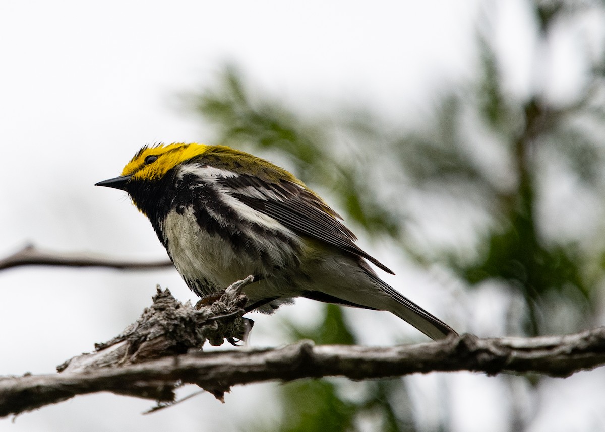 Black-throated Green Warbler - ML620539893