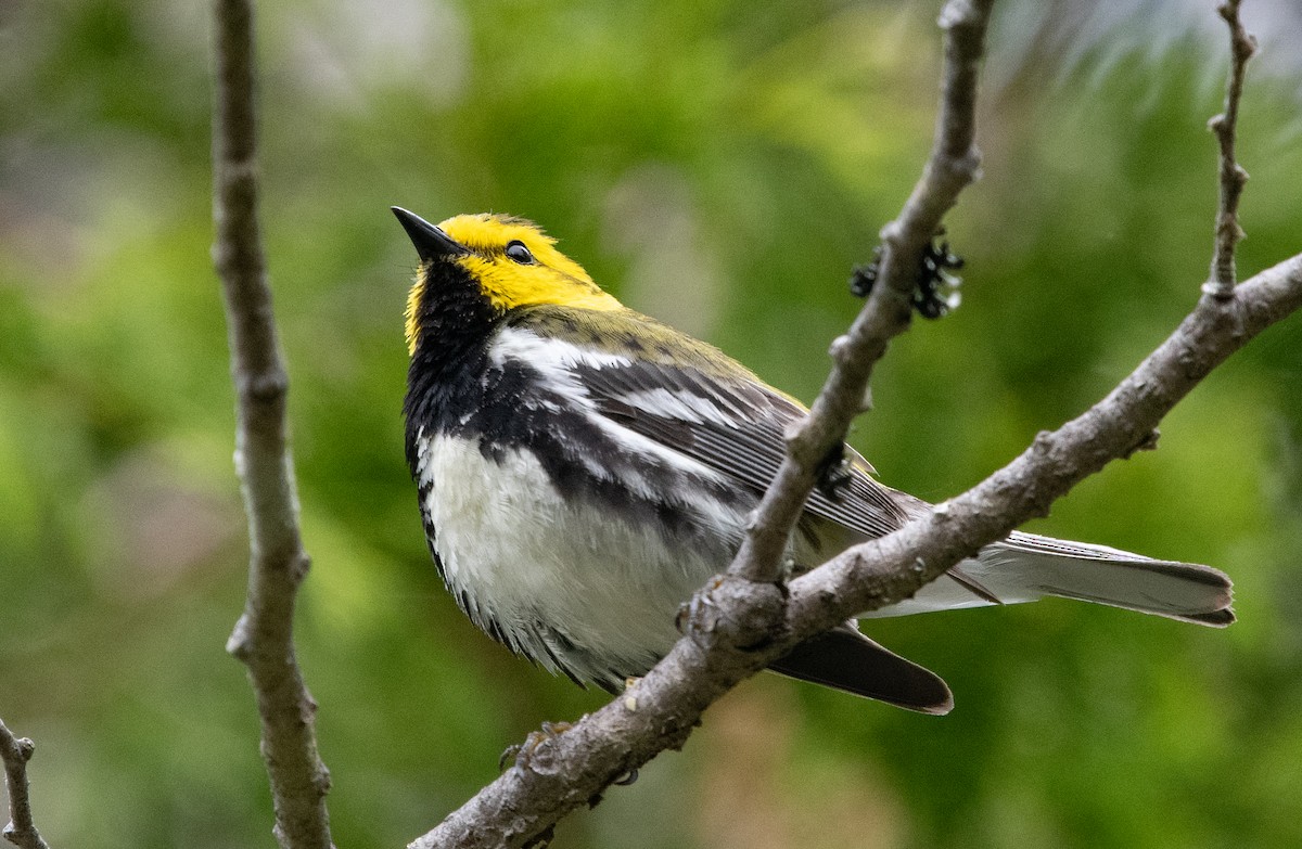 Black-throated Green Warbler - ML620539895