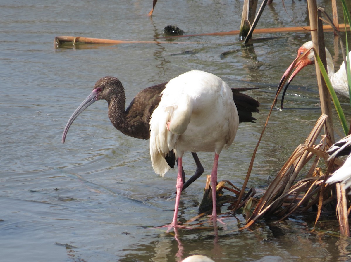 White-faced Ibis - ML620539900