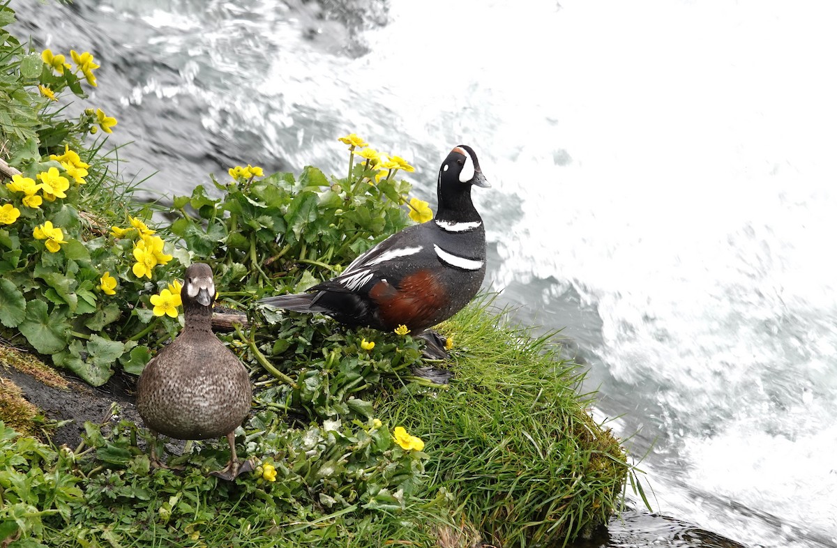 Harlequin Duck - ML620539906