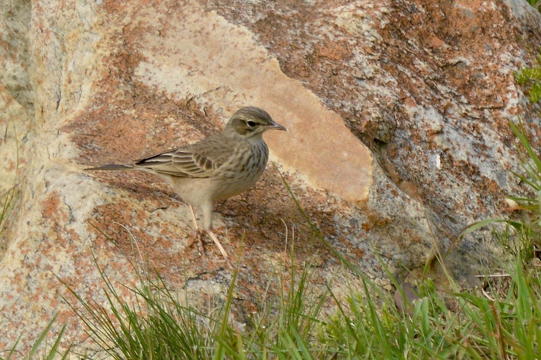 Nicholson's Pipit - ML620539907