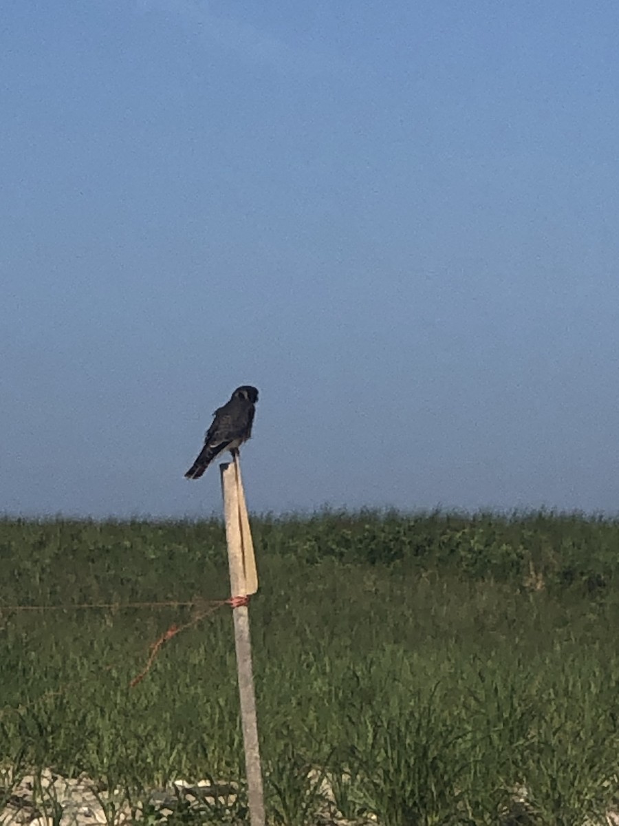 American Kestrel - ML620539910