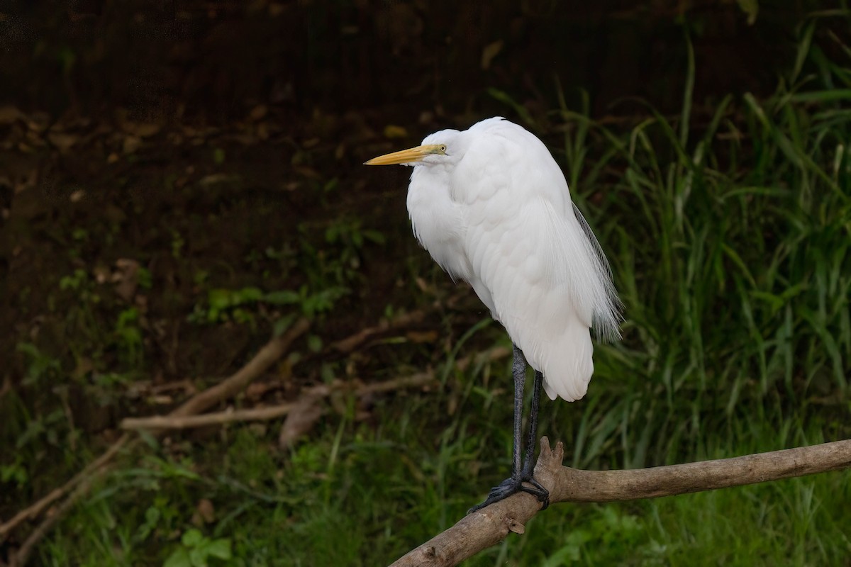 Great Egret - ML620539917