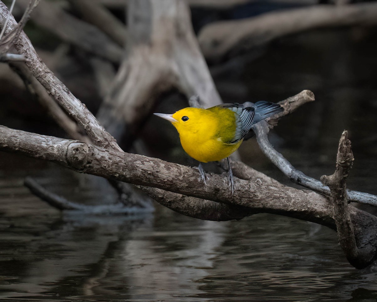 Prothonotary Warbler - Marina Germain