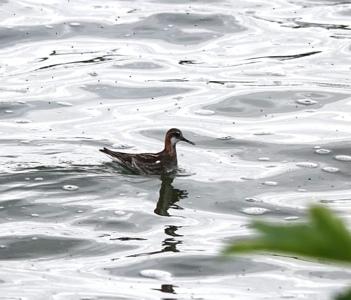 Red-necked Phalarope - ML620539922